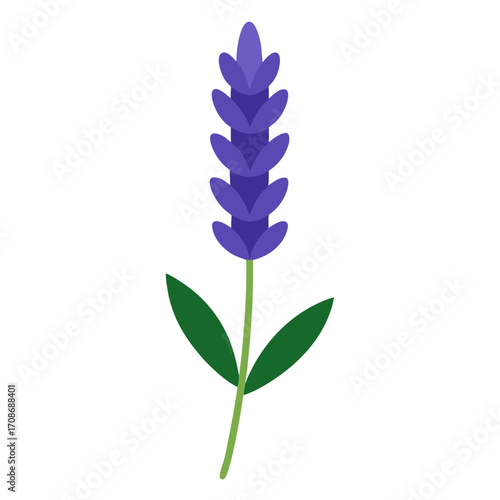 Russian_Sage Flower on white