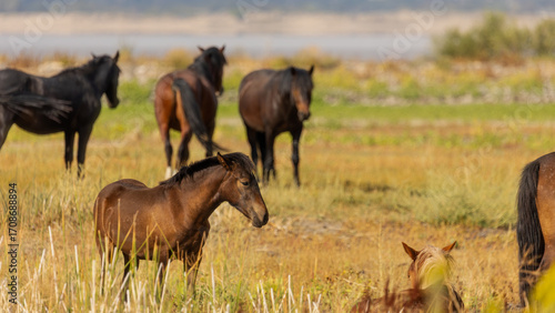 A baby wild horse gazes curiously into the distance, its mane ruffled by the desert breeze
