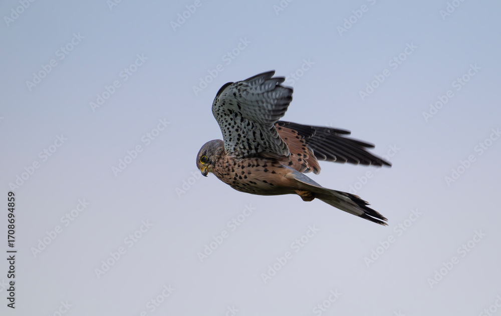 Fototapeta premium hawk