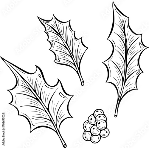 Christmas holly separate leaves and berries. Perfect for modular holiday decoration, card, seasonal graphic design. Vector illustration in hand drawn sketch style. Line art isolated on white for print