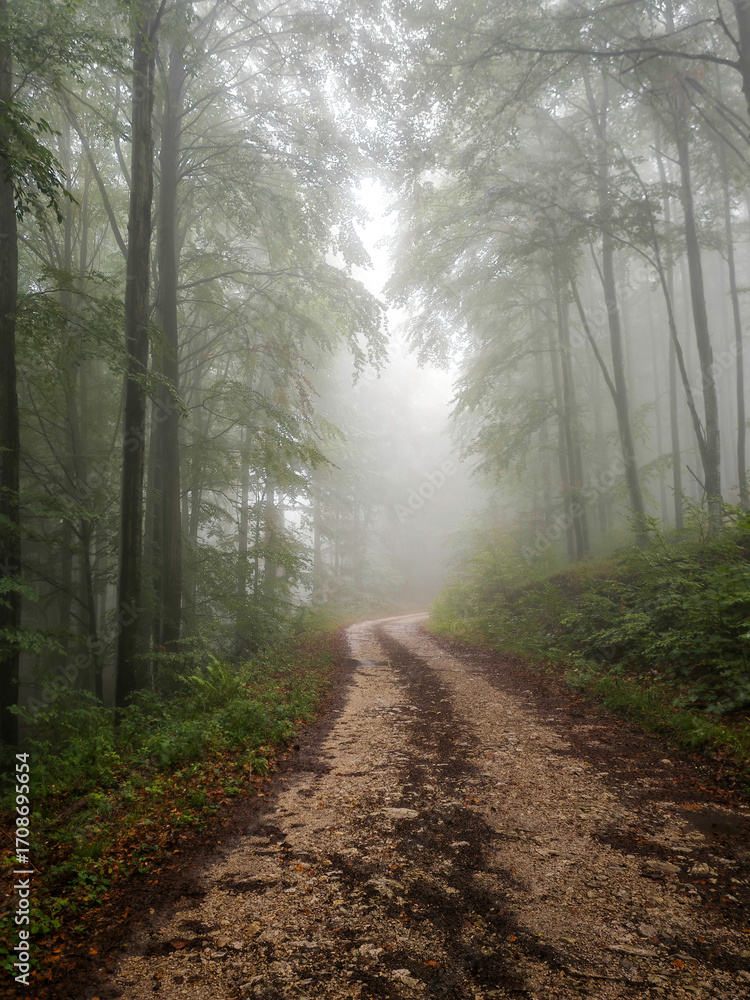 Naklejka premium A misty gravel road winding through dense beech forest in the Bükk Plateau, Hungary, on a rainy day.