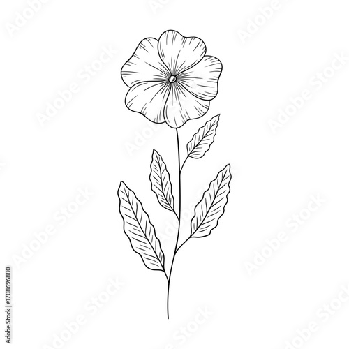 February birth flower primrose, line art vector, black and white botanical illustration, elegant floral sketch, minimalist outline drawing, hand drawn monochrome flower design, vintage aesthetic