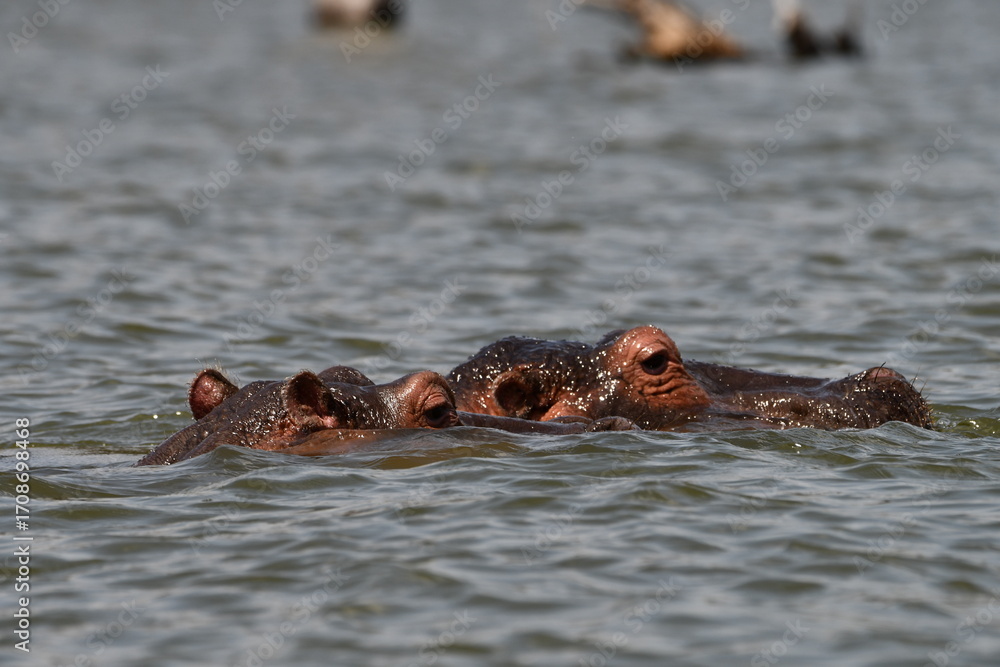 Fototapeta premium Two hippos partially submerged in water surface