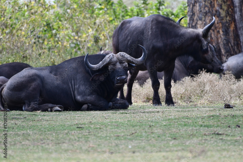 Obraz premium Majestic buffalo herd resting peacefully in savanna grasslands