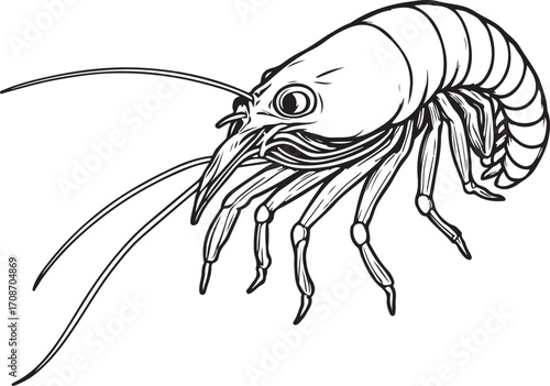 Prawn or Shrimp Seafood Simple Vector Illustration, Doodle Hand-drawn Sketch Drawing Line Linear Symbol Icon Engraving Coloring Book Black and White Isolated