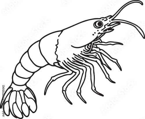 Prawn or Shrimp Seafood Simple Vector Illustration, Doodle Hand-drawn Sketch Drawing Line Linear Symbol Icon Engraving Coloring Book Black and White Isolated