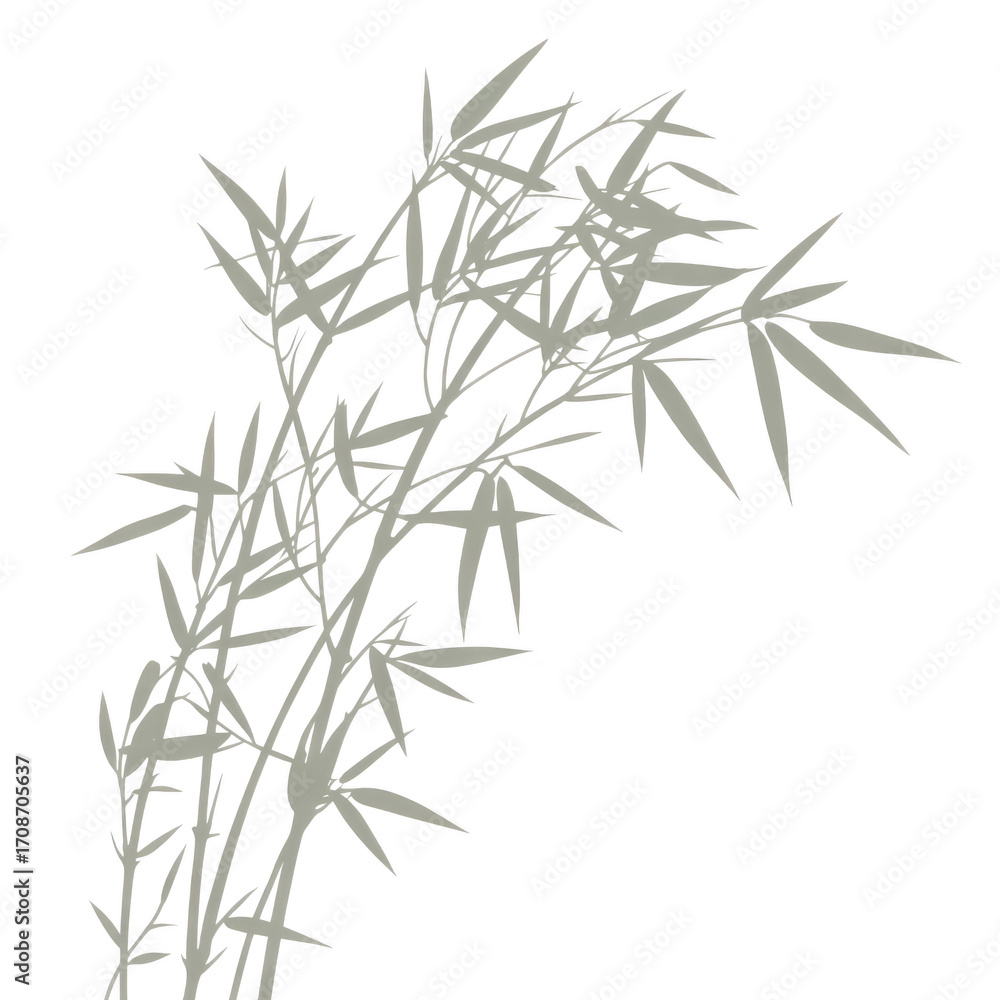 Fototapeta premium Stylized illustration of bamboo stalks and leaves in a light grey silhouette on black isolated on a transparent background