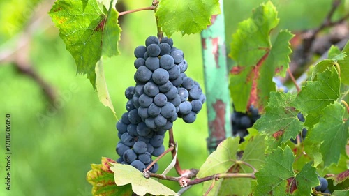 Wallpaper Mural Clusters of purple grapes growing on the vine in a sunny vineyard Torontodigital.ca