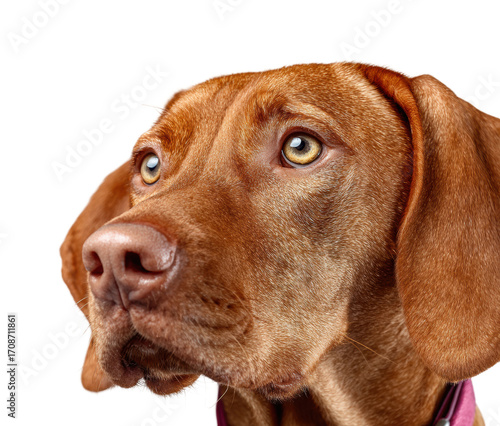 Wallpaper Mural Curious dog portrait animal isolated on transparent background Torontodigital.ca