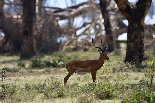 Photography Majestic impala grazes serenely in African savanna