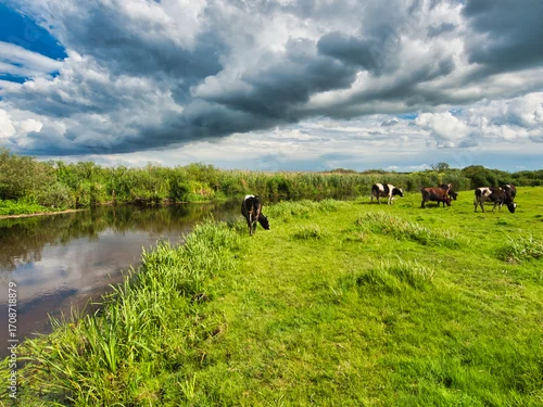 Fototapeta samoprzylepna Krowy, rzeka i chmury. 