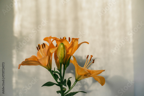 Branch of soft orange lilies on a light beige or white background, minimal botanical composition. Copy space