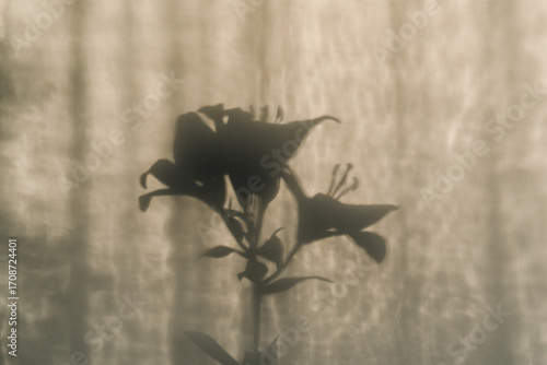 Shadow of lily branch on a light beige or white background in sunset light, minimal artistic composition.