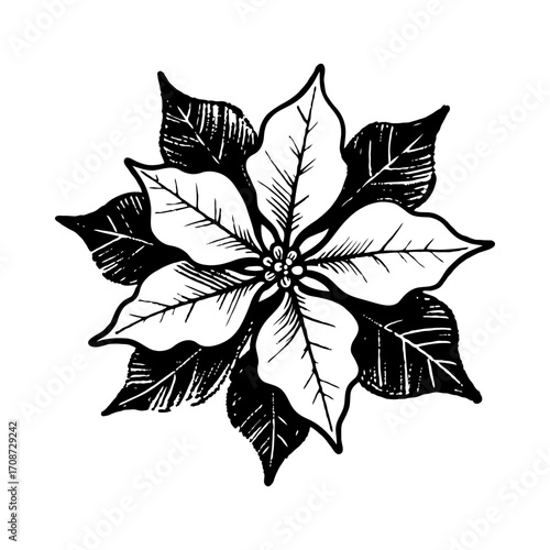 Poinsettia flower with stylized leaves in a hand-drawn ink art style on a clean white background. Concept of botanical holiday decoration