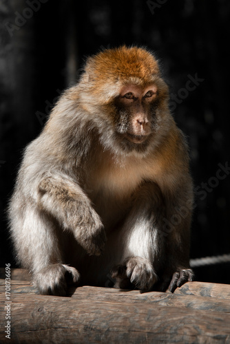 Monkey
