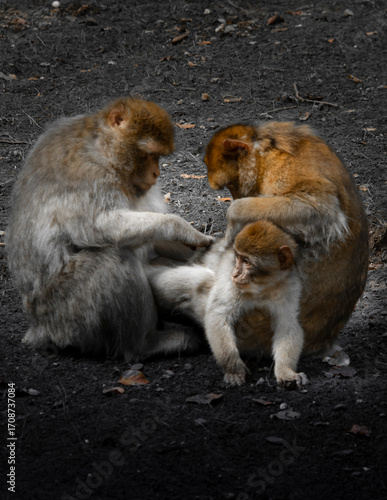 Monkey