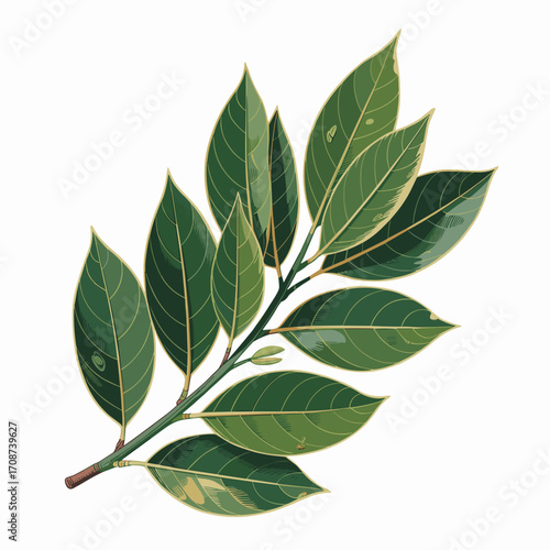 Fresh Bay Leaves Vector Illustration