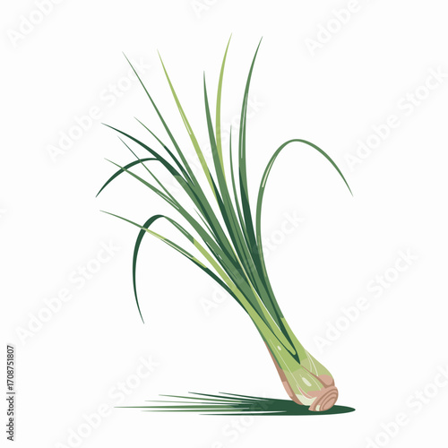 Fresh Lemongrass Vector Illustration