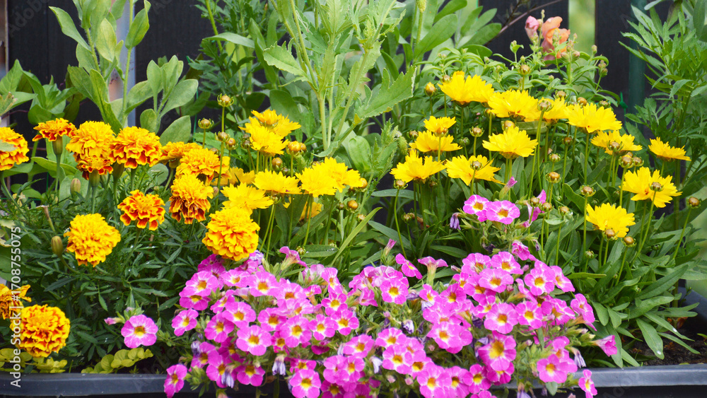 Obraz premium Colorful flowers growing on the balcony