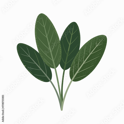 Fresh Sage Leaves Vector Illustration