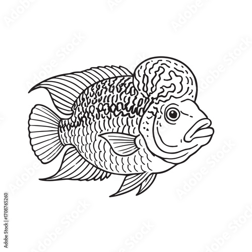 Black and white vector drawing of a Lohan fish, outlined with bold black lines, showing scales, fin details, streamlined body, and realistic aquatic structure.