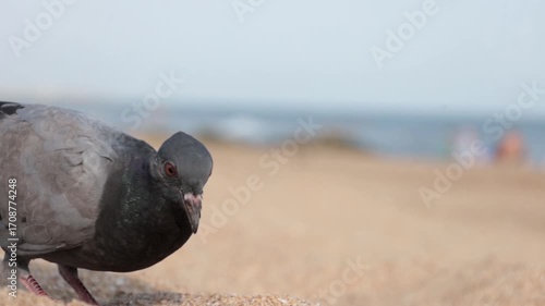 The blue sea against the backdrop of pigeon