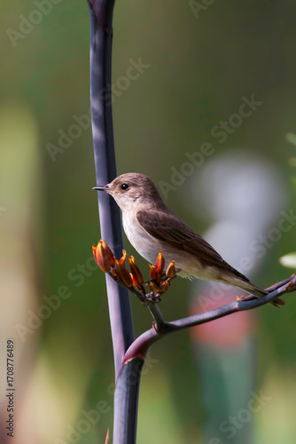 Vertical of a Spotted Flycatcher, Muscicapa striata, on flowered branch