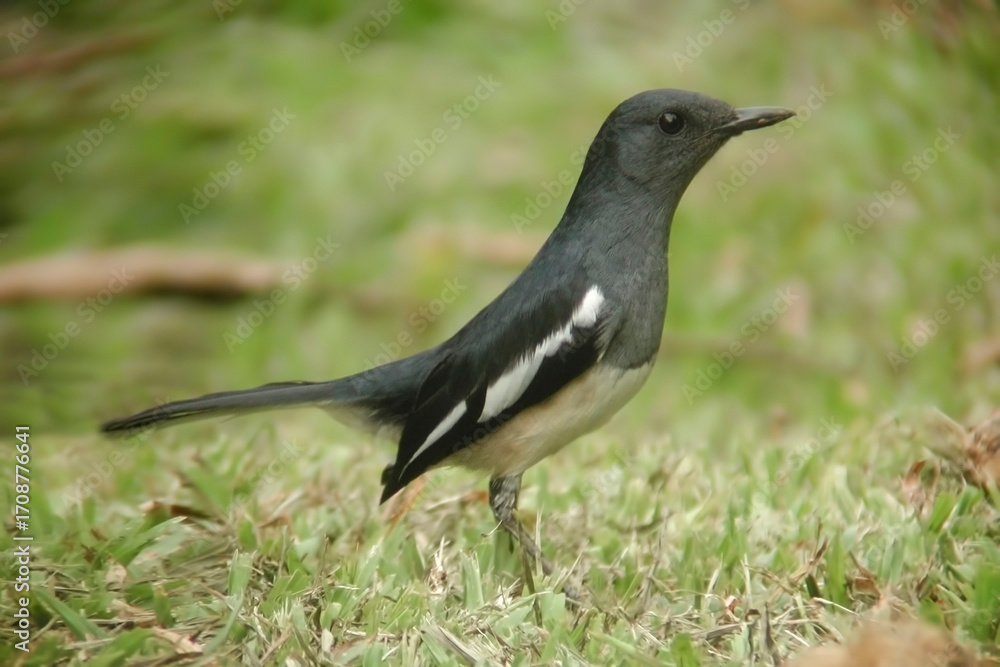 Obraz premium Oriental Magpie-Robin, Copsychus saularis, on ground