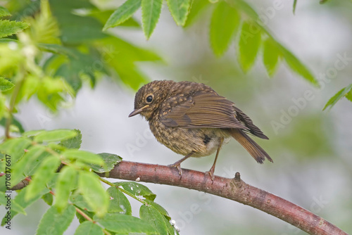 Female European Robin, Erithacus rubecula, perched