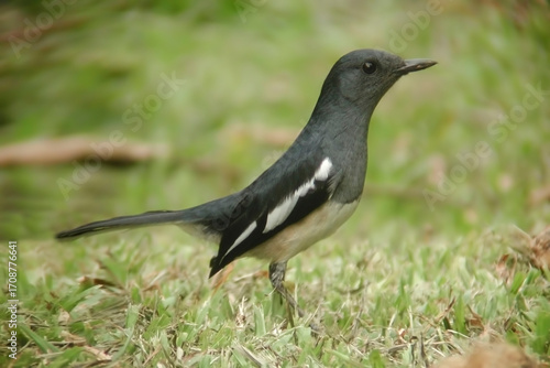 Oriental Magpie-Robin, Copsychus saularis, on ground