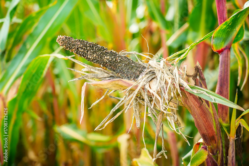 Valokuvatapetti Extreme weather, drought and heat Crop failures in maize and grain