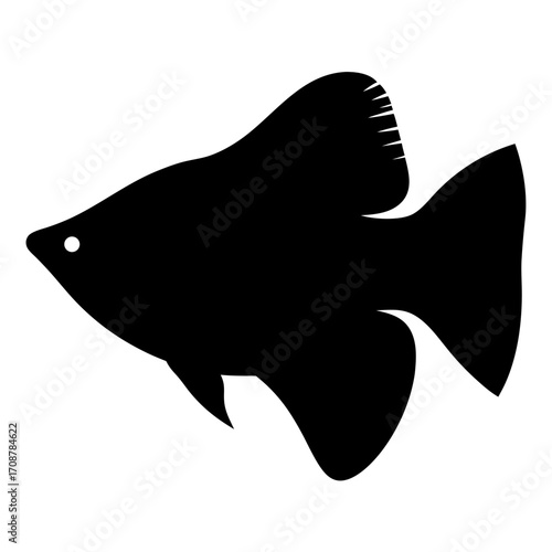 A solitary black angelfish with a white eye stands against white background