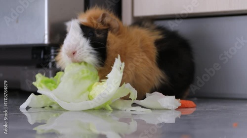 The guinea pig eats salad at home
