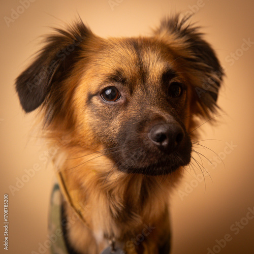 Perro zorro volpe retrato