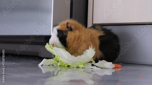 The guinea pig eats salad at home