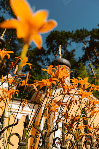 Bright orange flowers bloom against a historic building backdrop