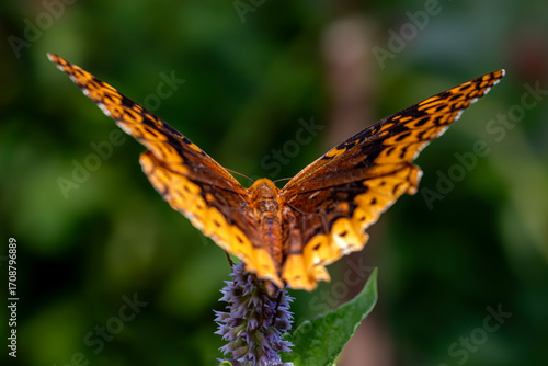 A Great Spangled Fritillary Butterfly With Open Wings
