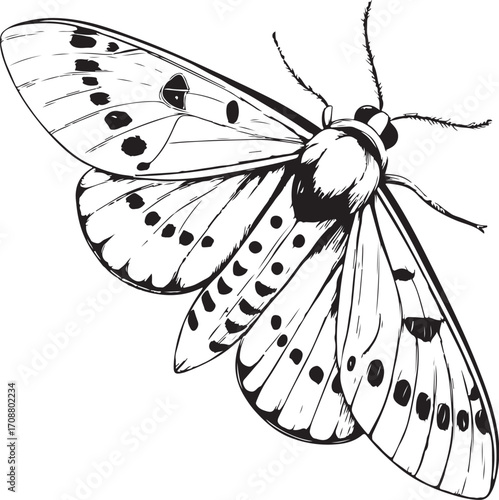 Grape berry moth Pest Farm Insect Vector Illustration, Sketch Drawing Line Linear Symbol Icon Engraving Coloring Book, Hand-drawn Doodle Black and White Isolated