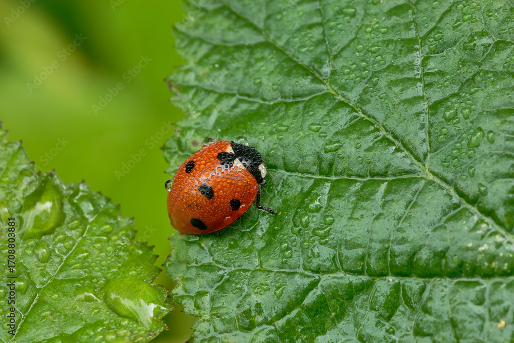 Fototapeta premium Ladybug, Coccinella septempunctata on wet leaf, close up. In the morning dew