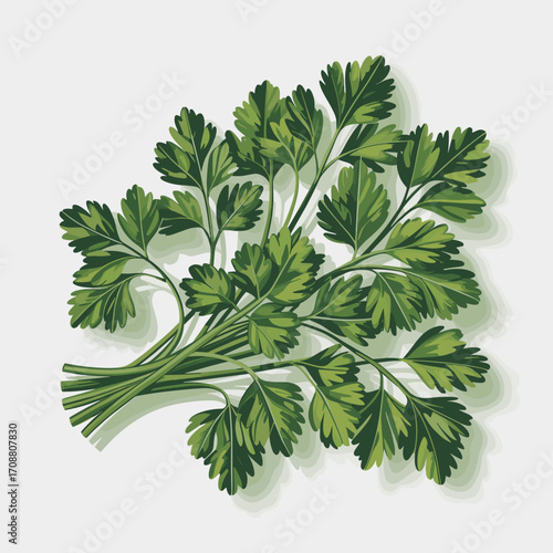 Fresh Parsley Herb Vector Illustration