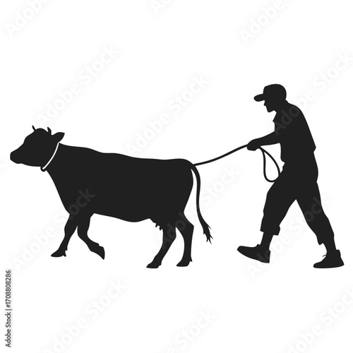 Man pulling rope tied to cow