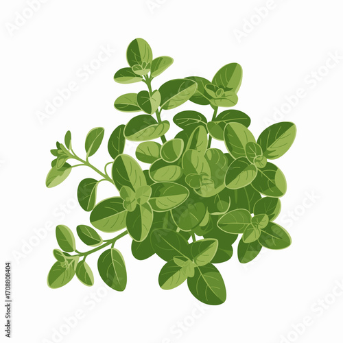 Fresh Oregano Herb Vector Illustration