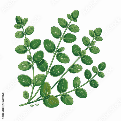 Fresh Oregano Herb Vector Illustration
