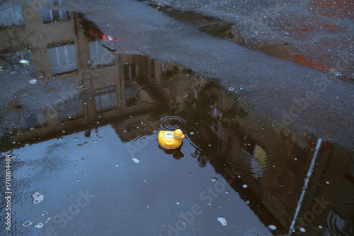 yellow duck in a puddle
