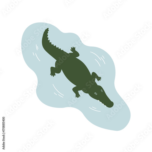 Top view of a green alligator swimming in light blue water with a white background