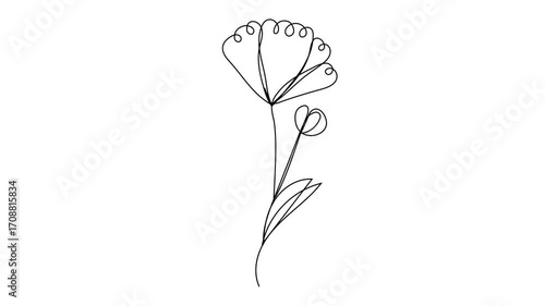 Minimalistic continuous line video of tropical flowers, including tulips, poppies, peonies and orchids, elegant botanical illustration for beauty salon, floral shop, animation.