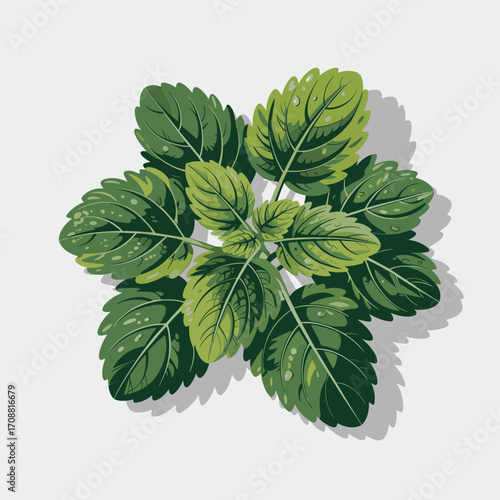 Fresh Mint Leaves Vector Illustration