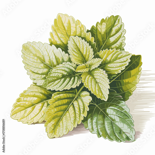 Fresh Mint Leaves Vector Illustration