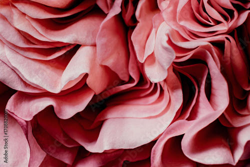Delicate Pink Rose Petals Showcasing Intricate Layers and Textures