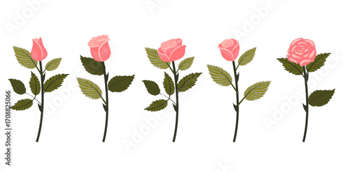 Set of delicate pink roses. Five flowers on slightly inclined stems. Vector illustration isolated on white background.